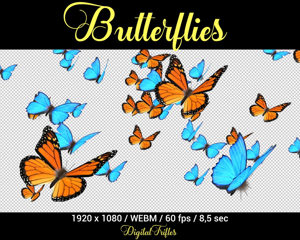 Butterfly Twitch オーバーレイのアニメーション ストリーム装飾、全画面アラート、美しい青とオレンジの蝶、透明な背景 / Butterfly Twitch overlay animated stream decoration, full screen alert