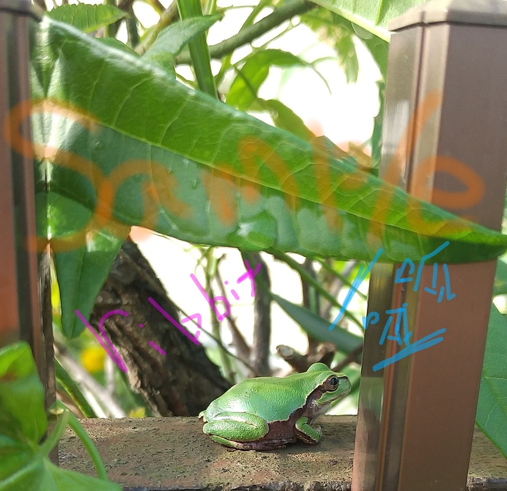 写真素材　カエル