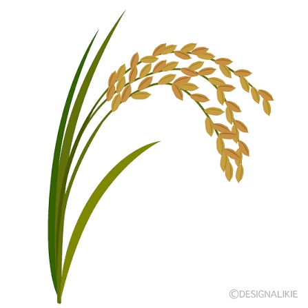 ふぁんちゃん農家の米🌾10合