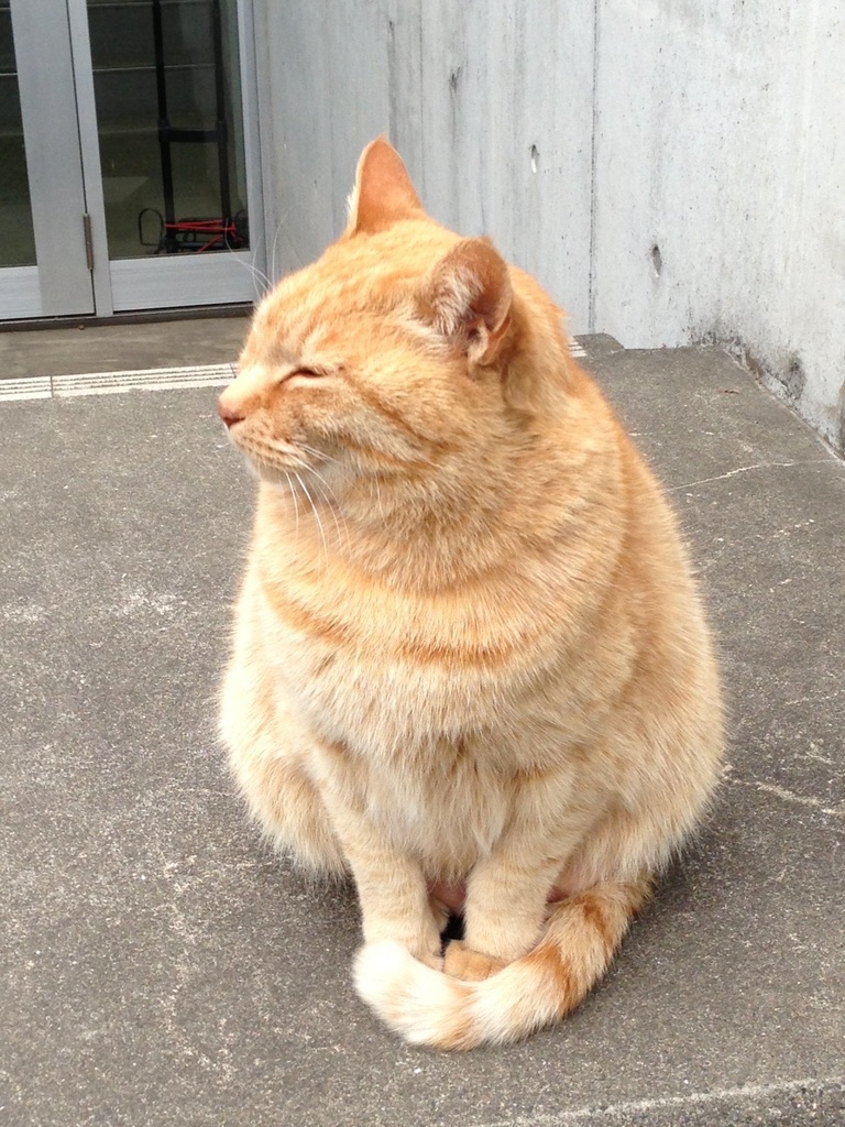 【猫さん似顔絵】SNSアップ・グッズ化なし