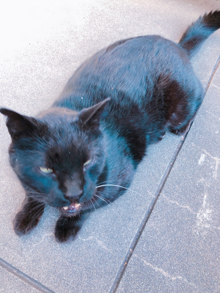 野良猫達
