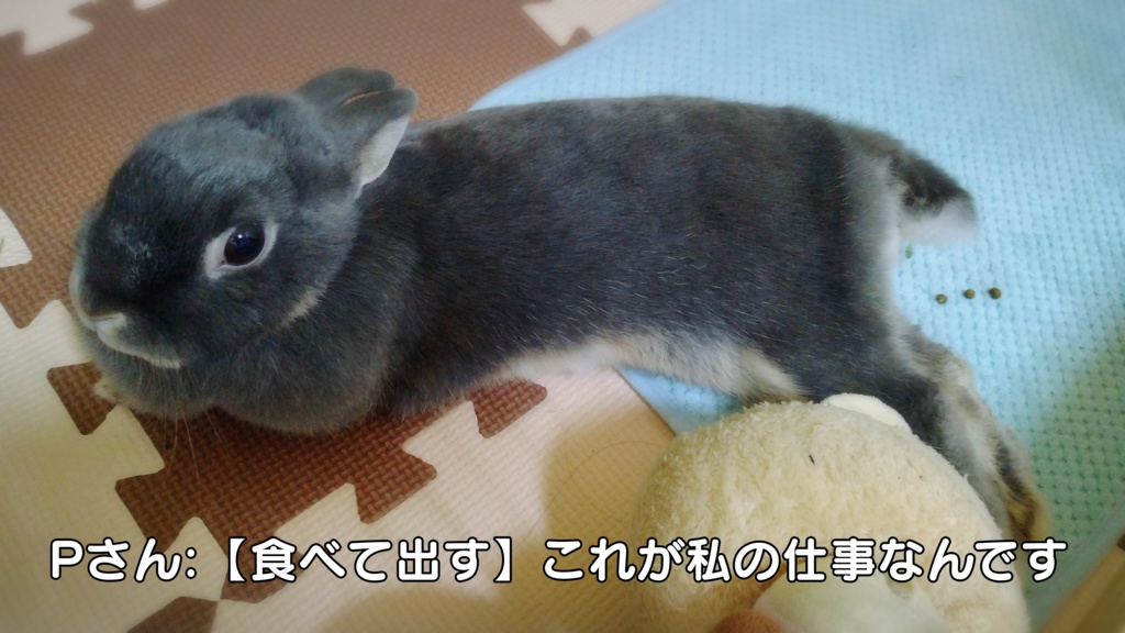 うさぎさんのおしごとT