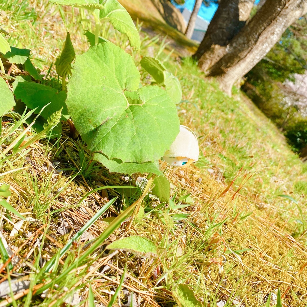 もちもちてのあし🌸クロネコゆうパケット