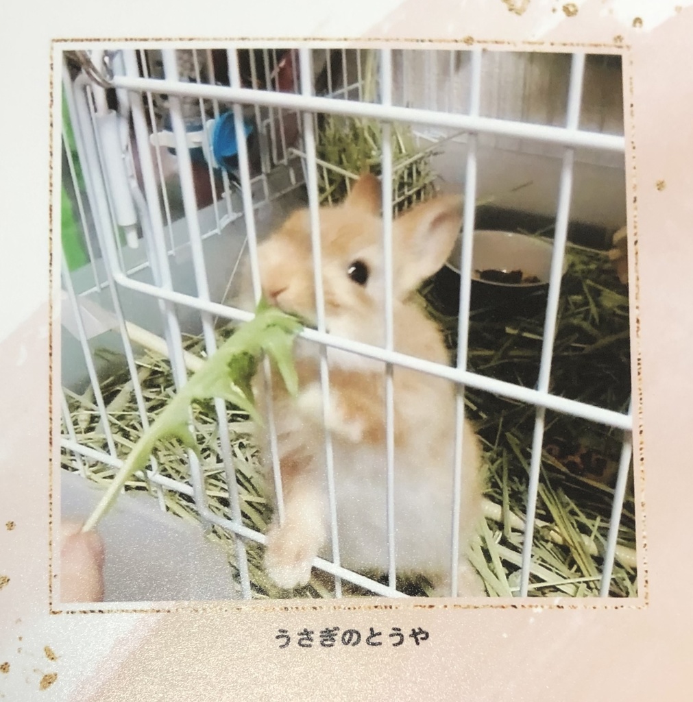 うさぎのとうや