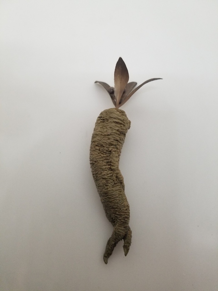 【オカルト】マンドレイク【塗装済み完成品】