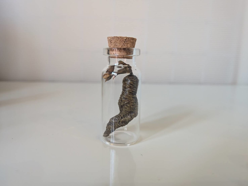 【オカルト】マンドラゴラ瓶詰めミニ【塗装済み完成品】