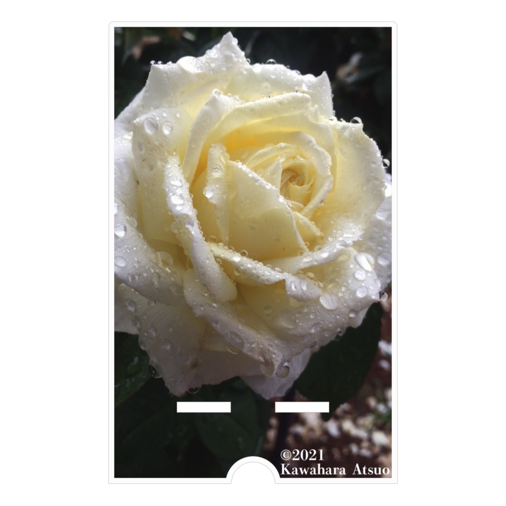 【アクリルスマホスタンド】雨粒に光る白バラ