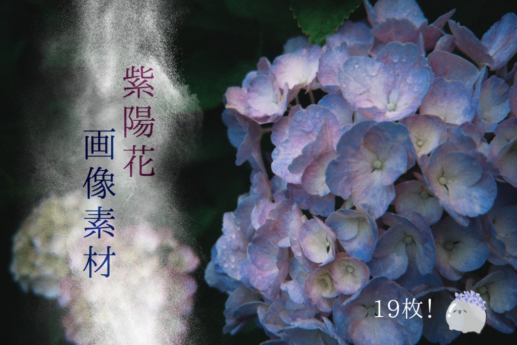 【フリー素材】紫陽花画像19種
