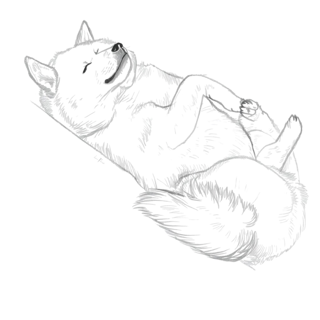 Heso-ten Shiba Inu Clipart|へそ天柴犬クリップアート12点セット(Cute Sleeping Dog Illustration)PN