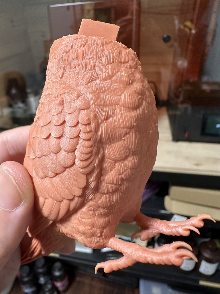 セキセイインコ(1:1)