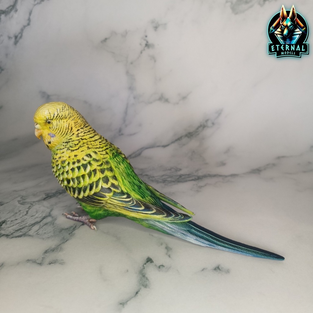 セキセイインコ(1:1)