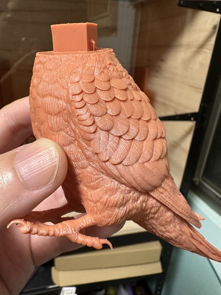 セキセイインコ(1:1)