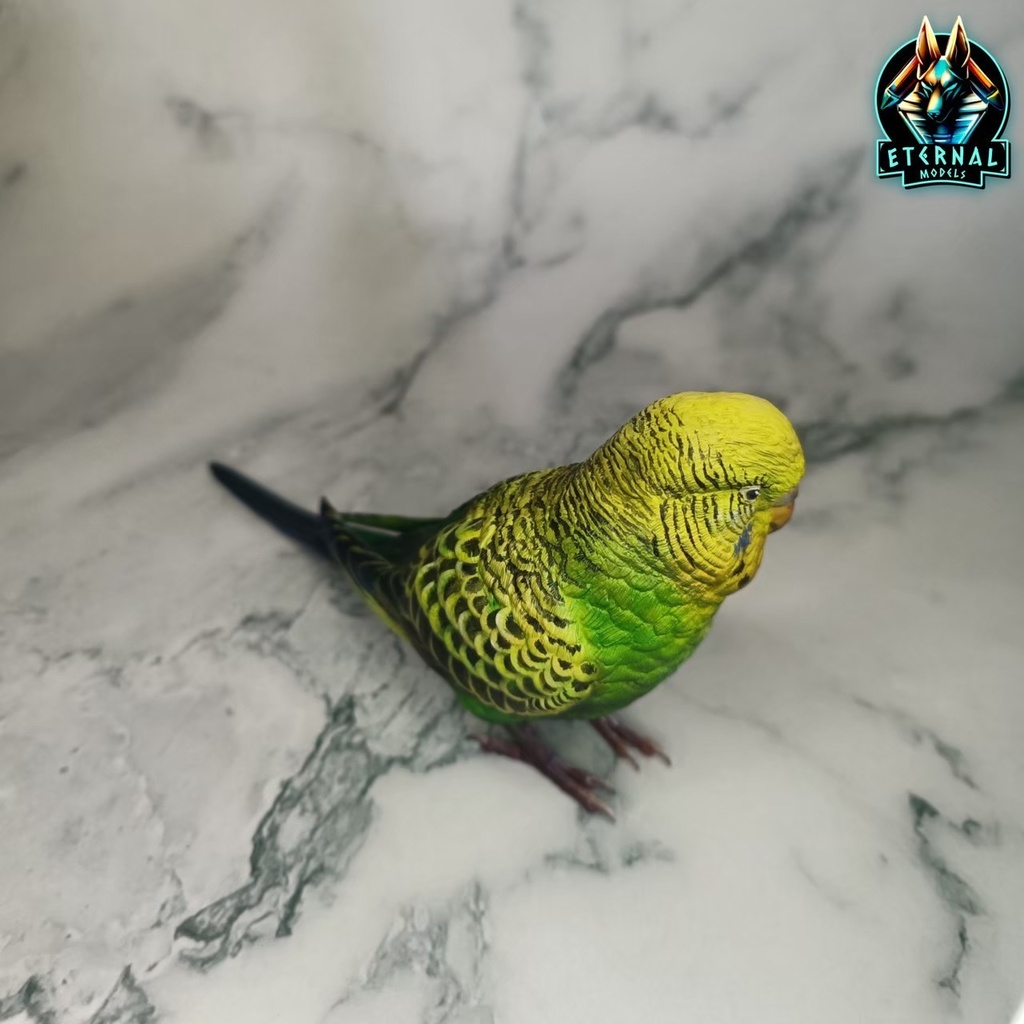 セキセイインコ(1:1)