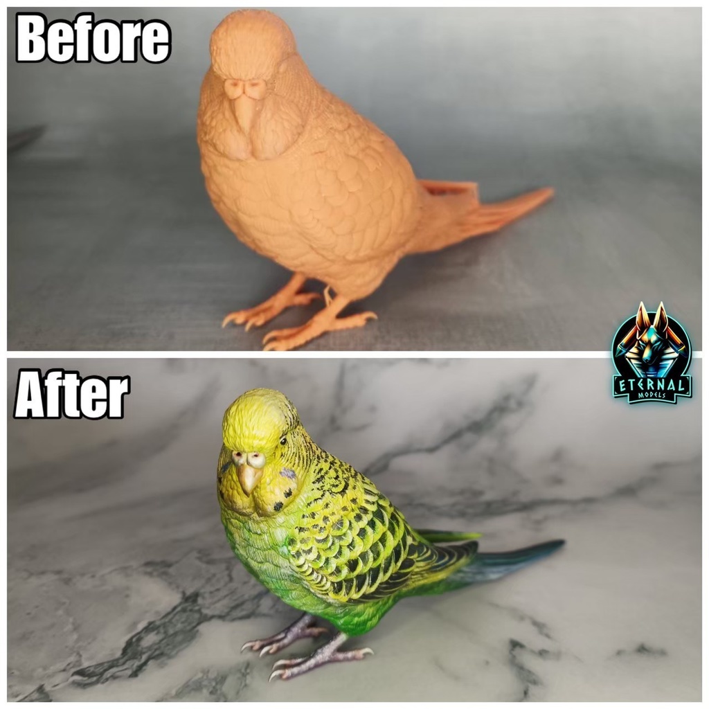 セキセイインコ(1:1)