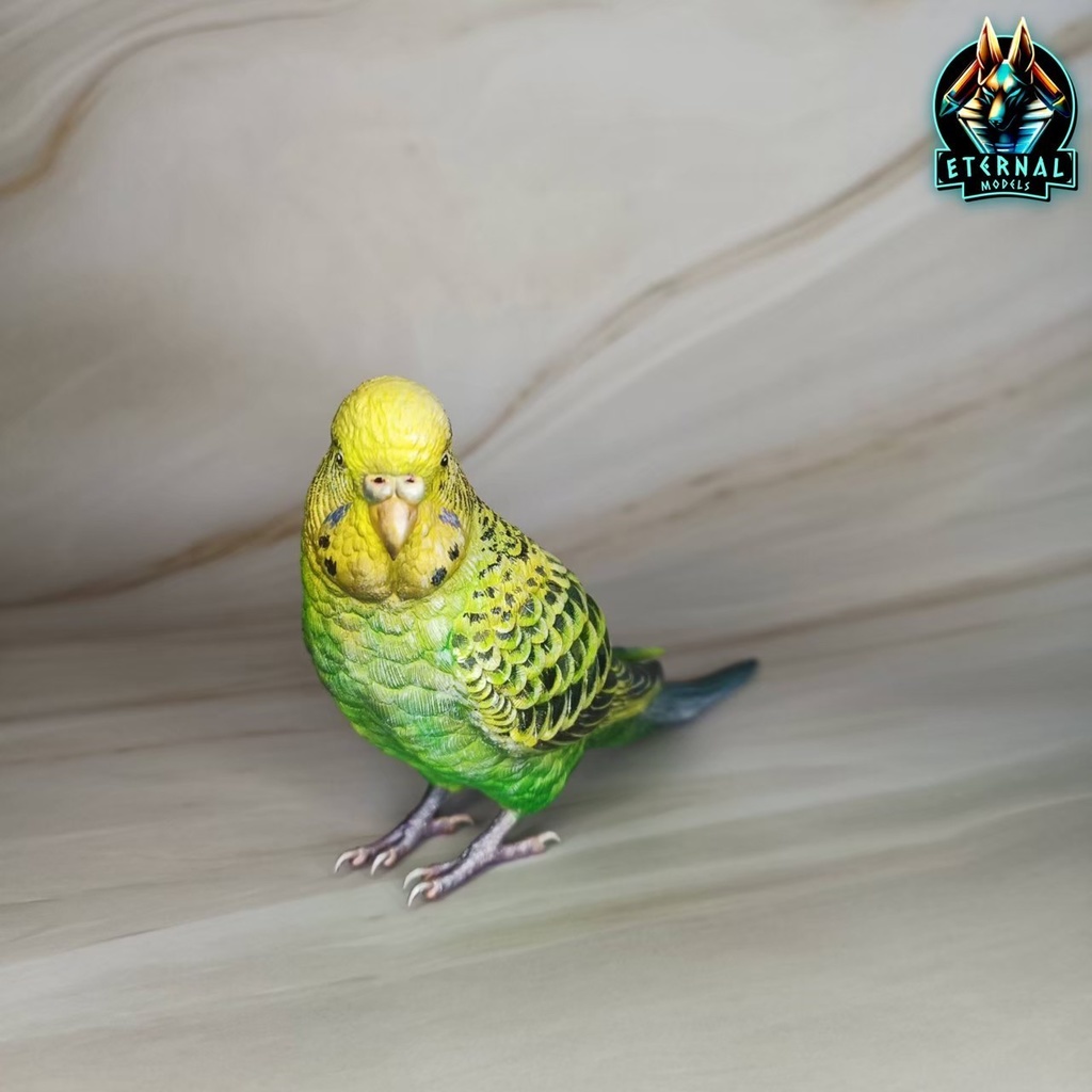 セキセイインコ(1:1)