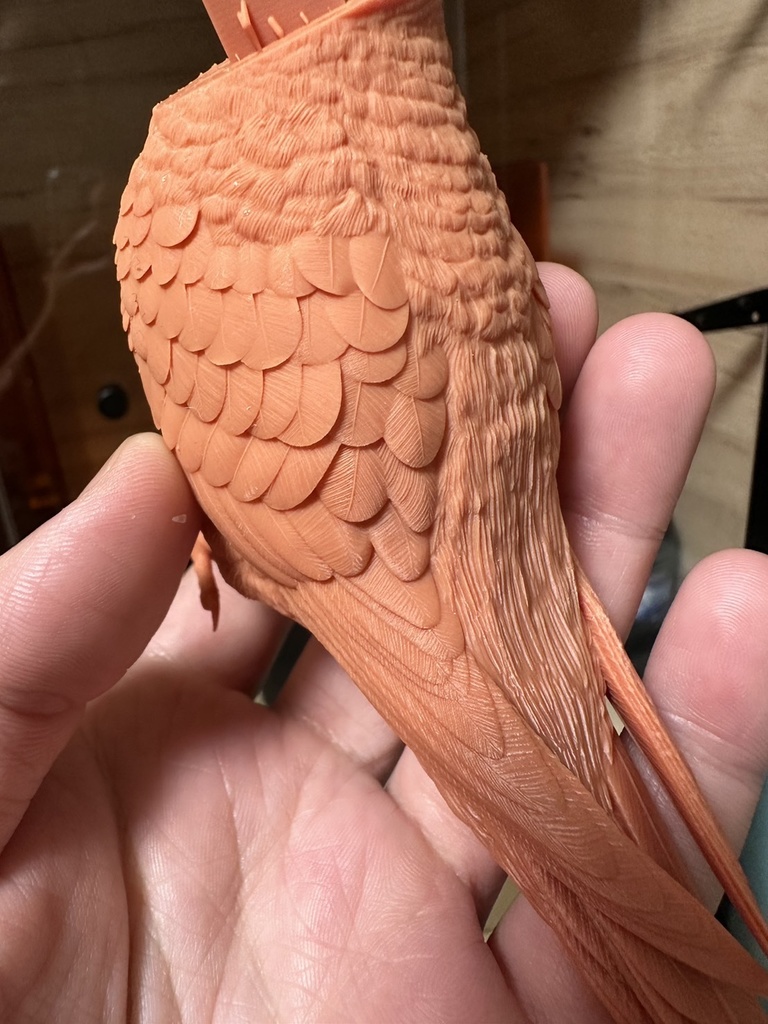 セキセイインコ(1:1)