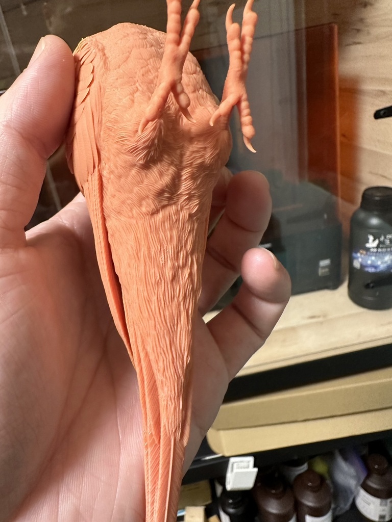 セキセイインコ(1:1)