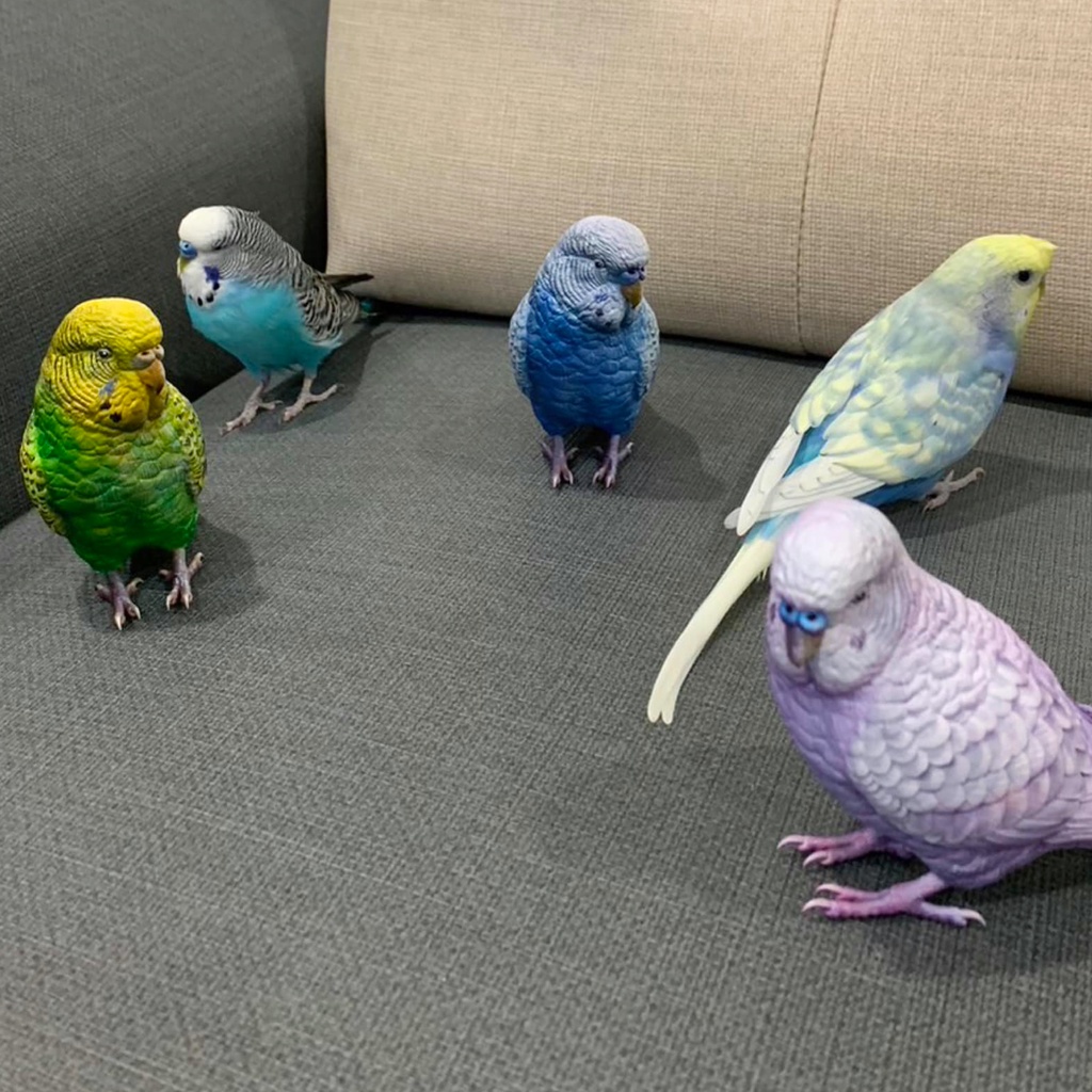 セキセイインコ(1:1)