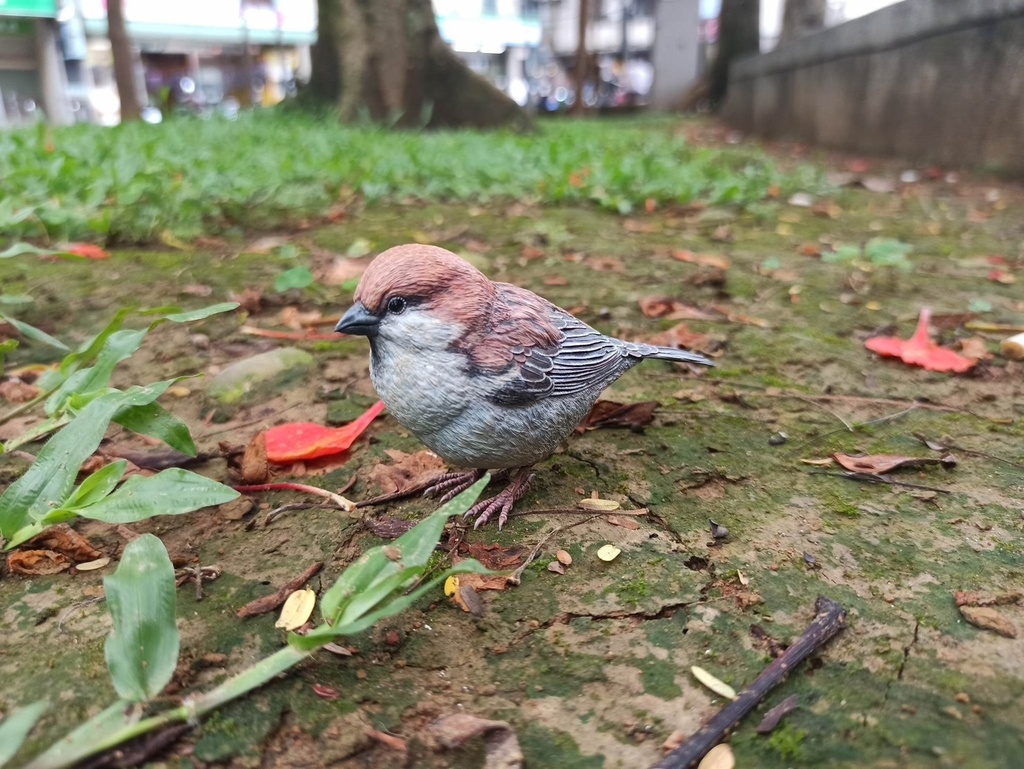 スズメモデル(1:1)