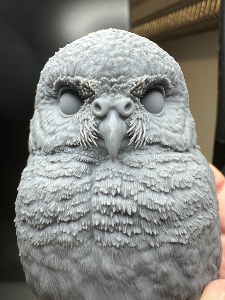 ヒメフクロウ(1:1)