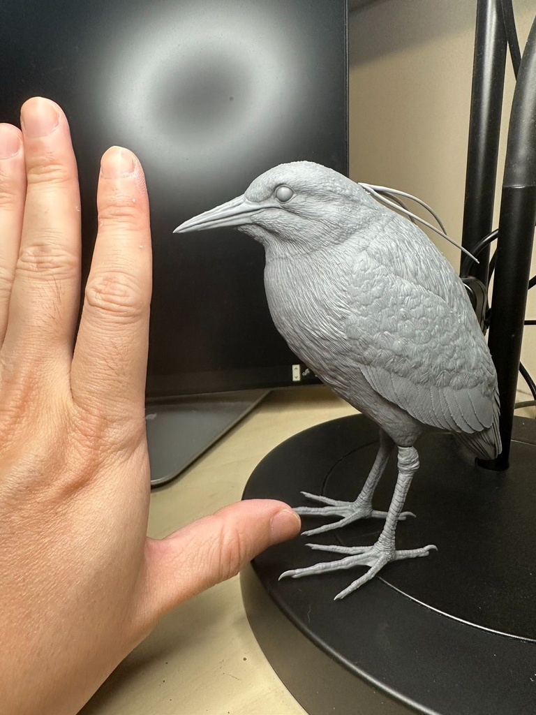 夜鷺 (ゴイサギ) 1:5