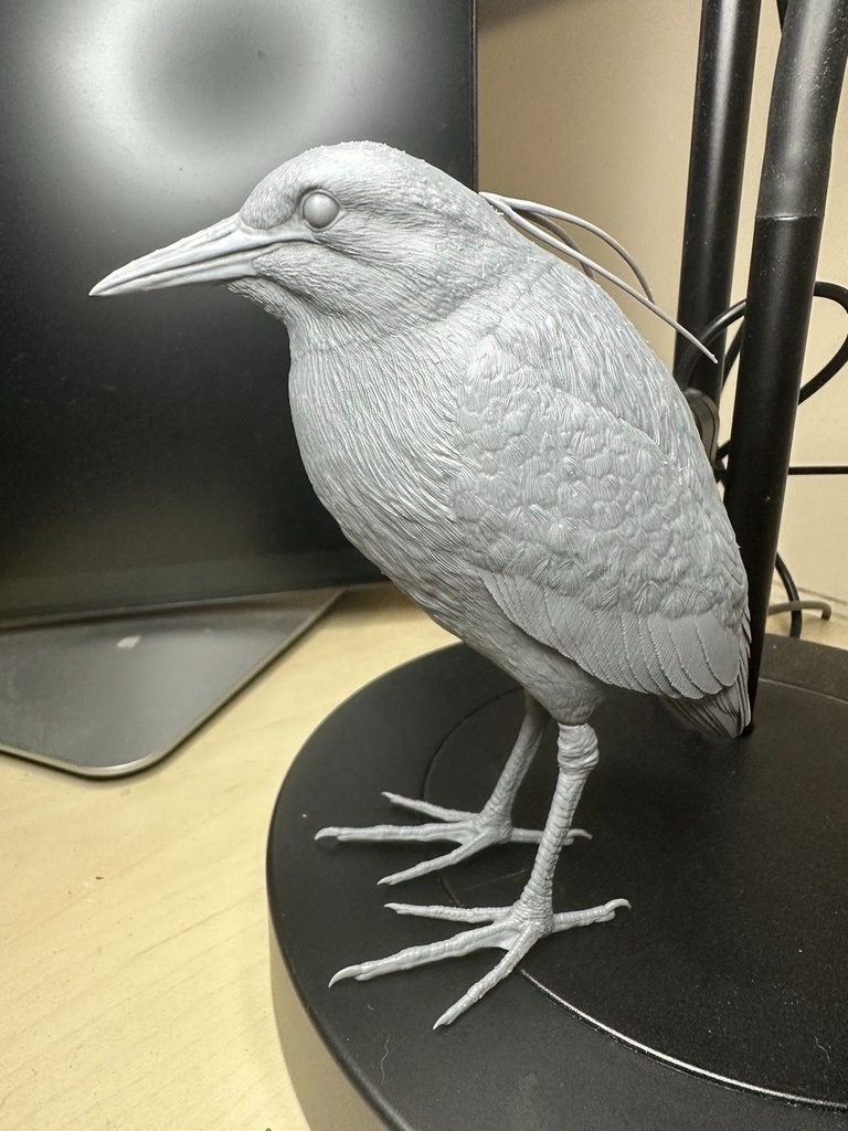 夜鷺 (ゴイサギ) 1:5