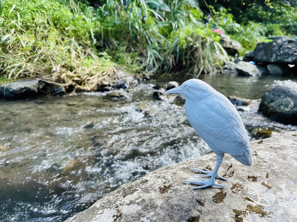 夜鷺 (ゴイサギ) 1:5