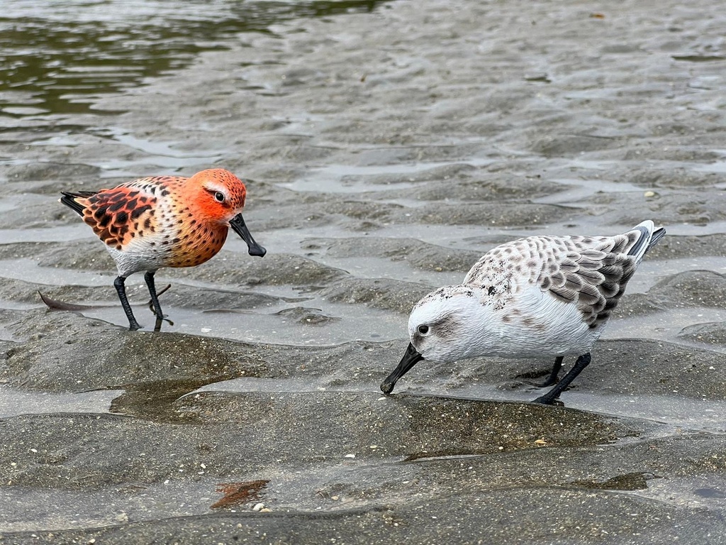 ヘラシギ 採餌姿(1:1)_未塗装キット