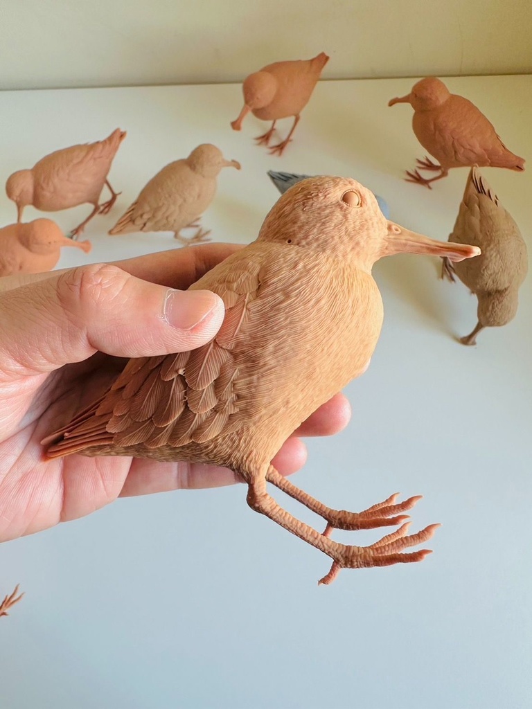 ヘラシギ 立ち姿(1:1)_未塗装キット