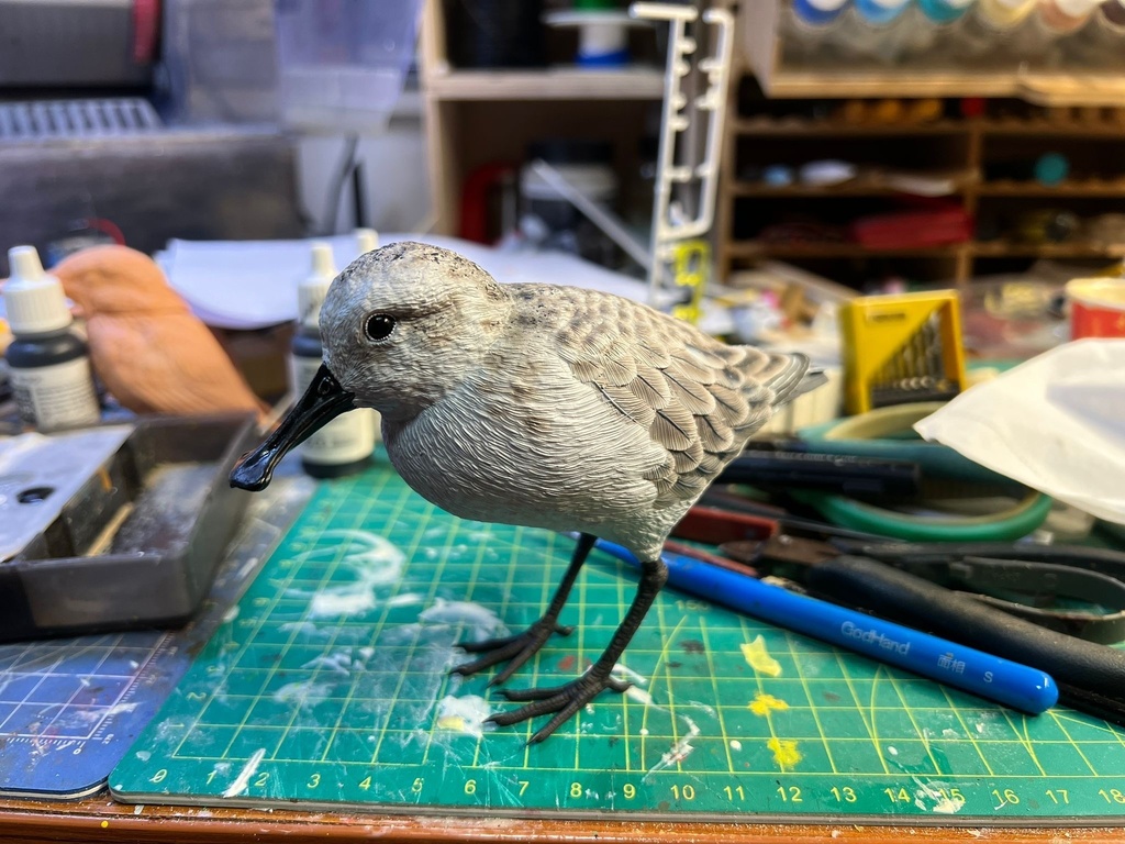 ヘラシギ 立ち姿(1:1)_未塗装キット