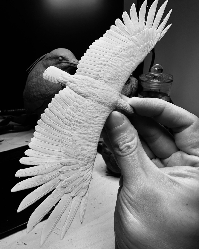 カンムリワシ 飛行形態(翼幅20cm)_未塗装キット