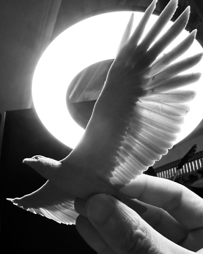 カンムリワシ 飛行形態(翼幅20cm)_未塗装キット