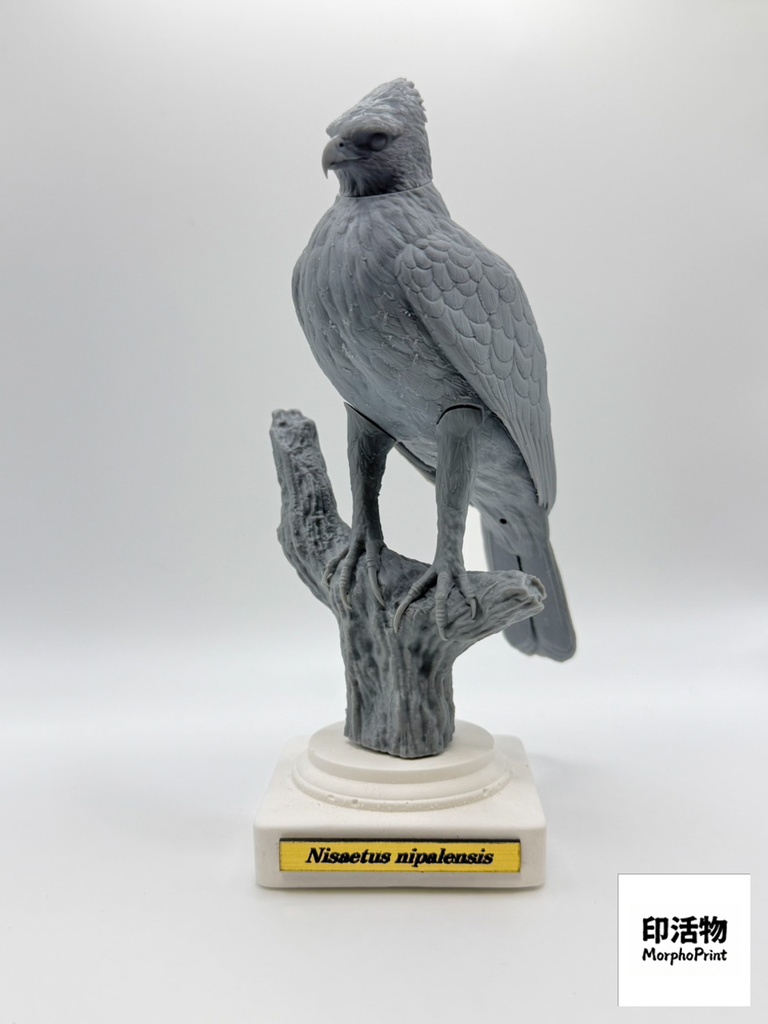 【印活物】「桌上野鳥図鑑」クマタカ リアルフィギュア | Mountain Hawk-Eagle ( Nisaetus nipalensis )