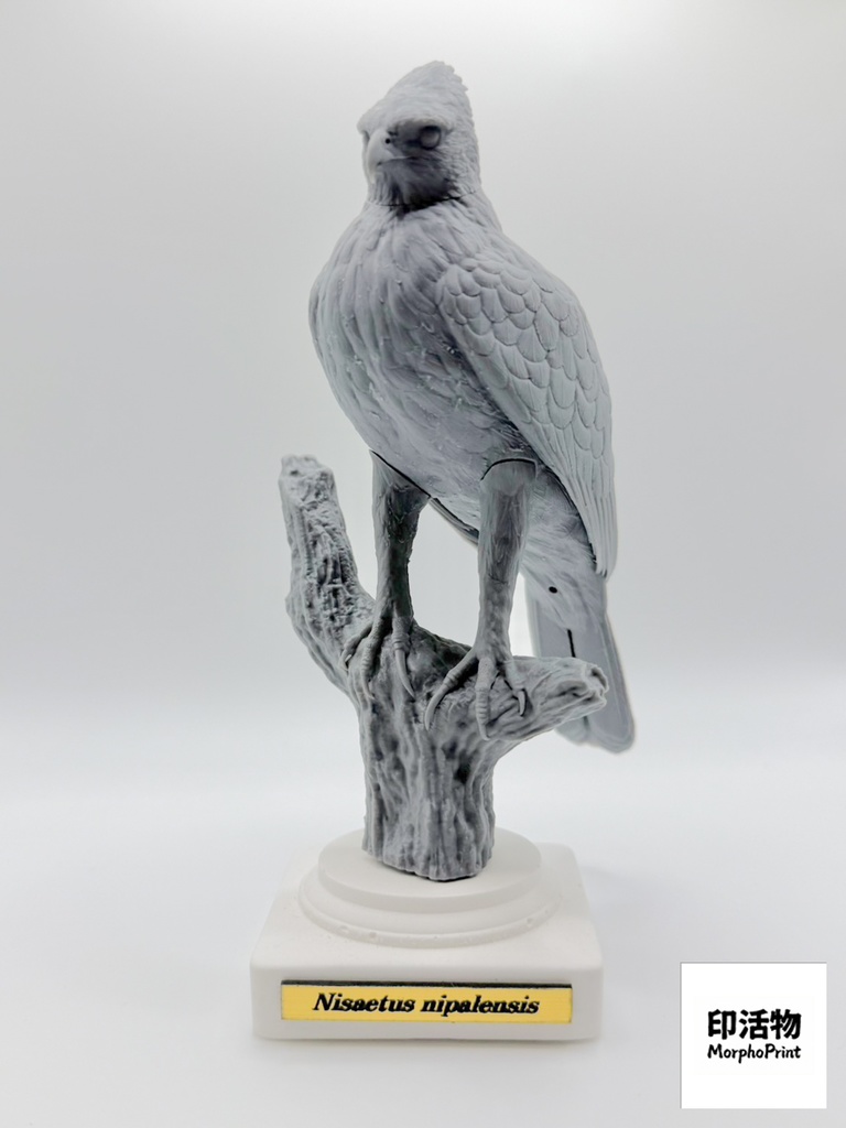 【印活物】「桌上野鳥図鑑」クマタカ リアルフィギュア | Mountain Hawk-Eagle ( Nisaetus nipalensis )