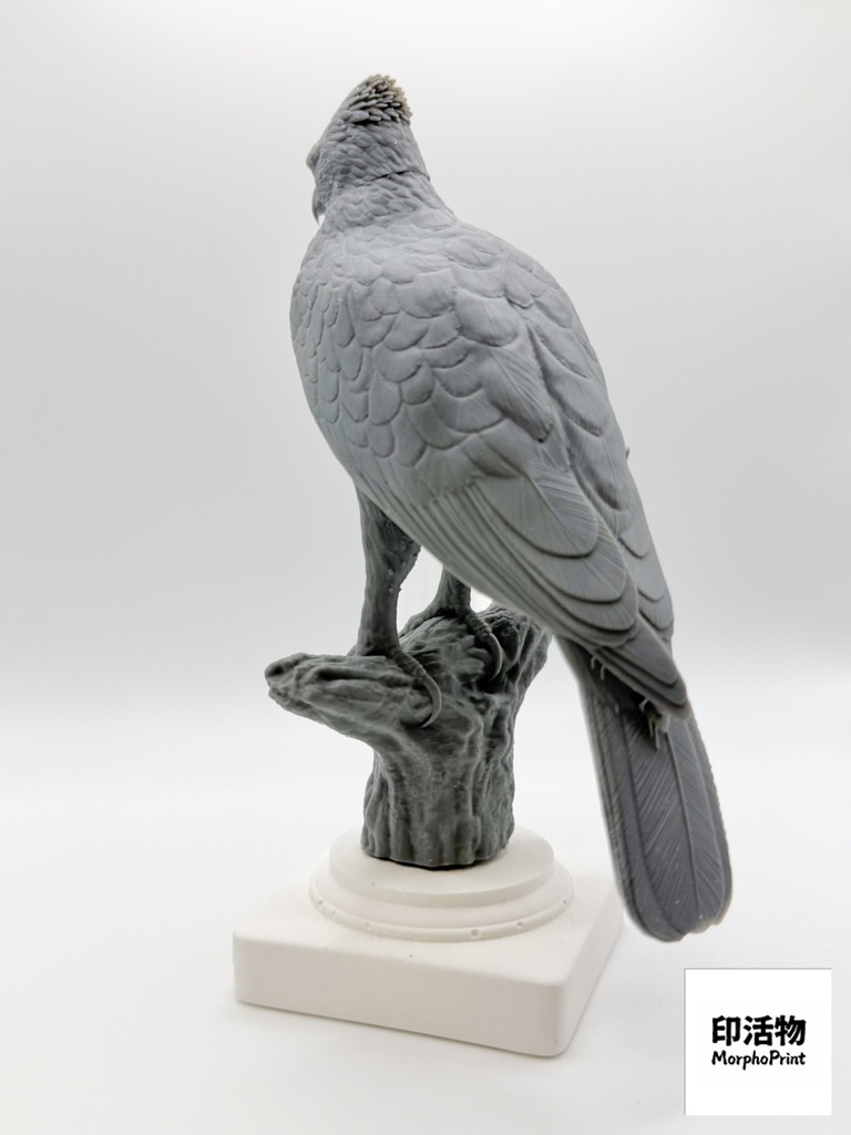 【印活物】「桌上野鳥図鑑」クマタカ リアルフィギュア | Mountain Hawk-Eagle ( Nisaetus nipalensis )