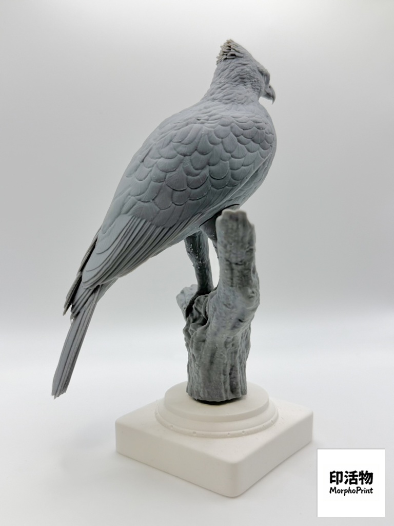 【印活物】「桌上野鳥図鑑」クマタカ リアルフィギュア | Mountain Hawk-Eagle ( Nisaetus nipalensis )