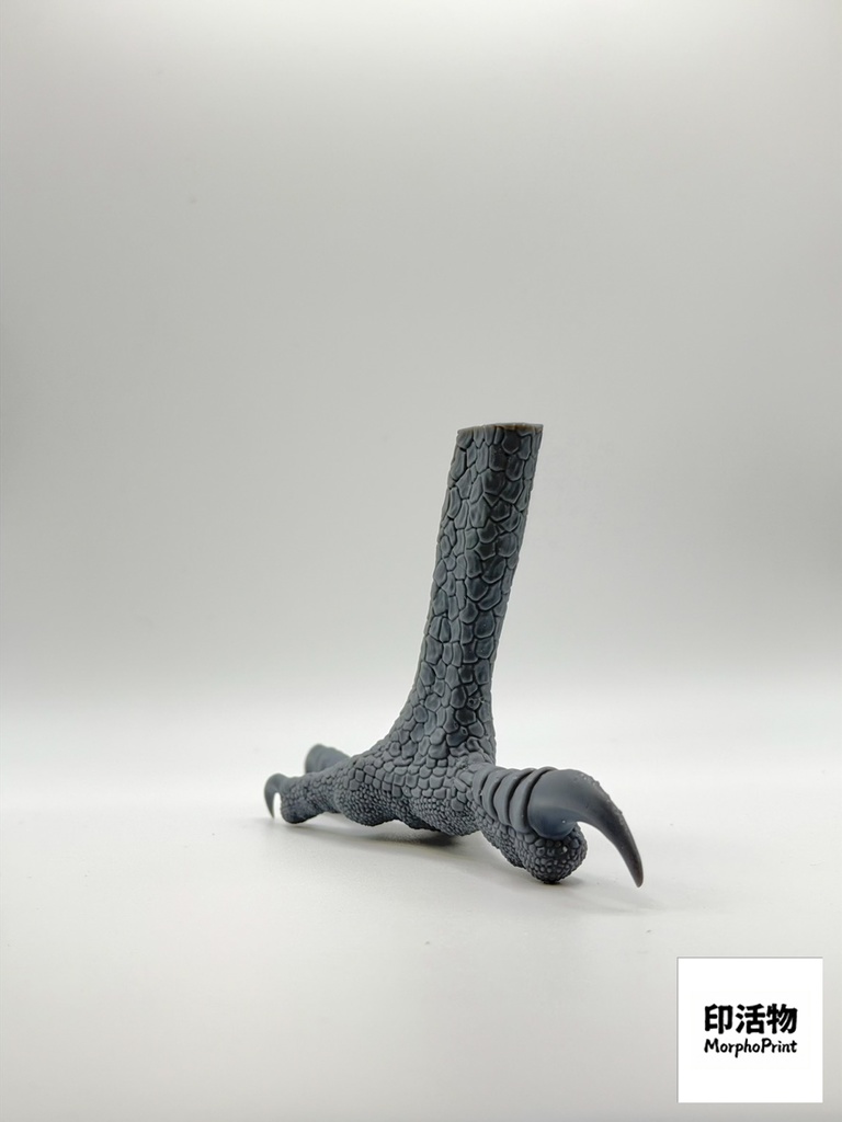 猛禽之握:カンムリワシ 1:1 爪部解剖モデル(未塗装キット)