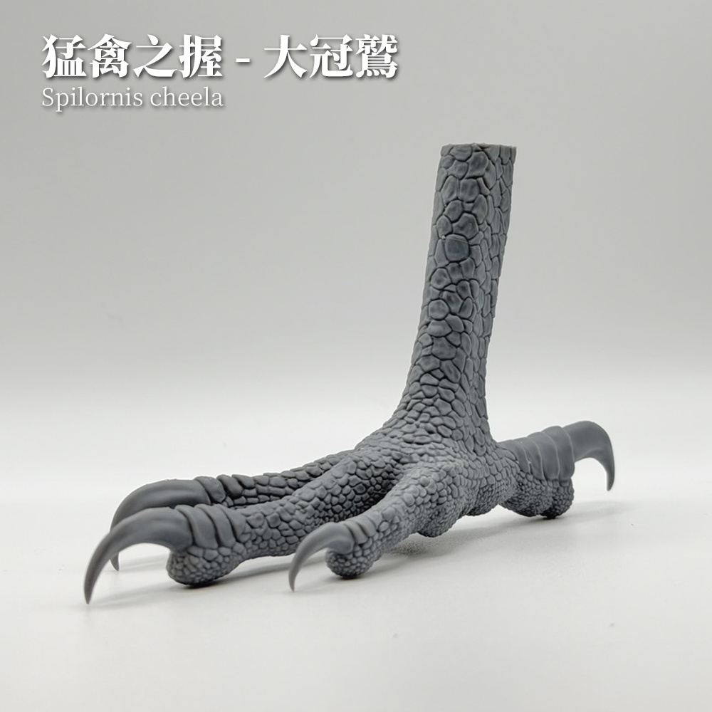 猛禽之握:カンムリワシ 1:1 爪部解剖モデル(未塗装キット)