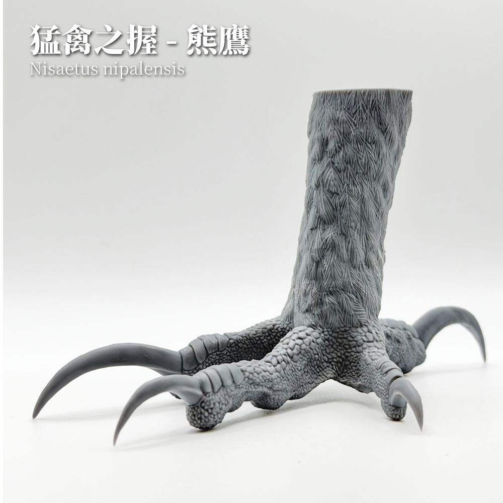 猛禽之握:クマタカ 1:1 爪部標本モデル(未塗装キット)