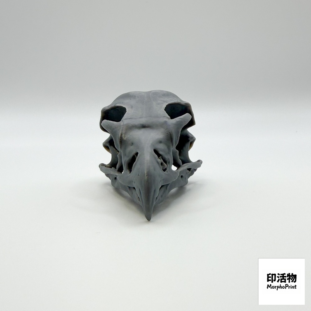 ハヤブサ 1:1 頭骨レプリカ(未塗装キット)