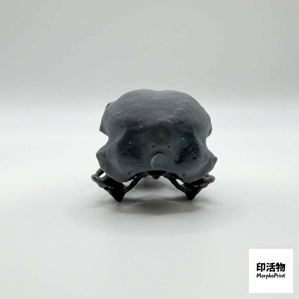 ハヤブサ 1:1 頭骨レプリカ(未塗装キット)