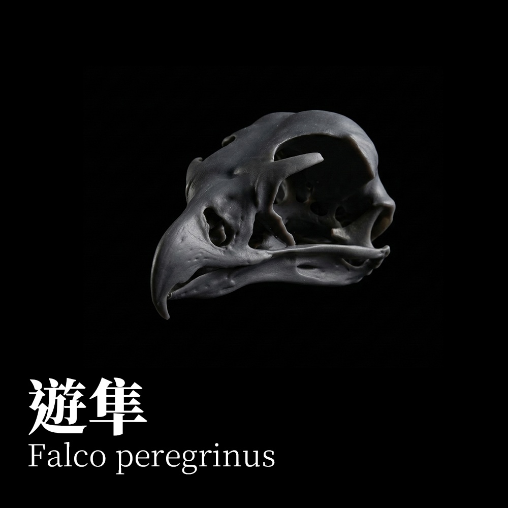 ハヤブサ 1:1 頭骨レプリカ（未塗装キット）