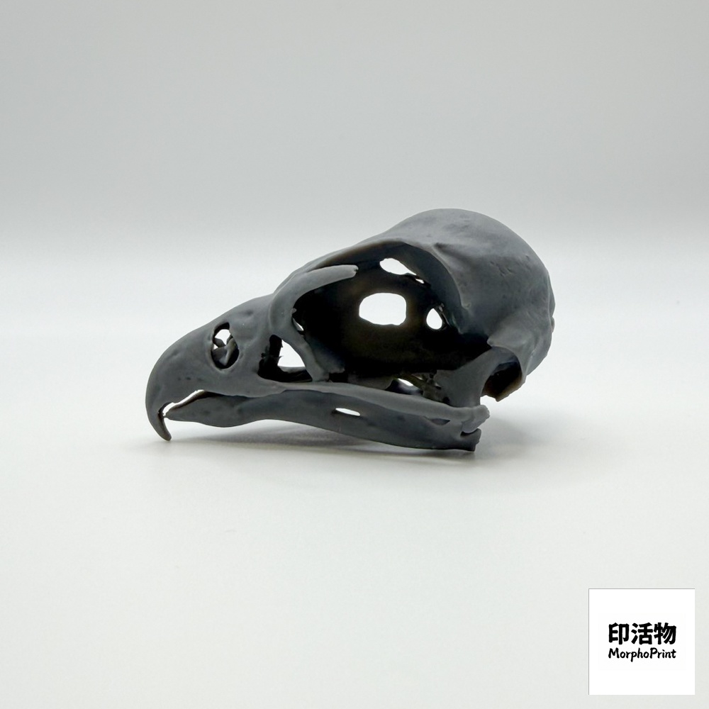 ハヤブサ 1:1 頭骨レプリカ(未塗装キット)