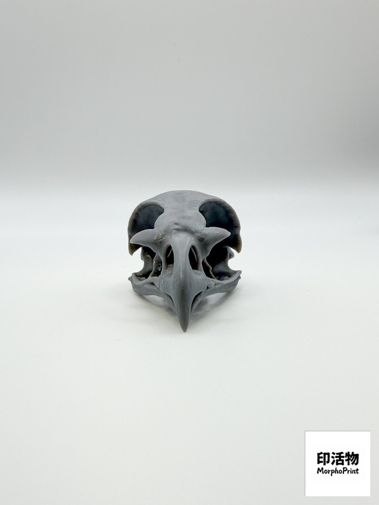 カタグロトビ 1:1 頭骨レプリカ(未塗装キット)