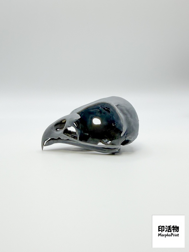 カタグロトビ 1:1 頭骨レプリカ(未塗装キット)