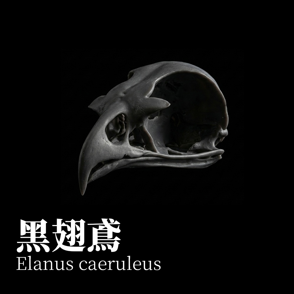 カタグロトビ 1:1 頭骨レプリカ（未塗装キット）