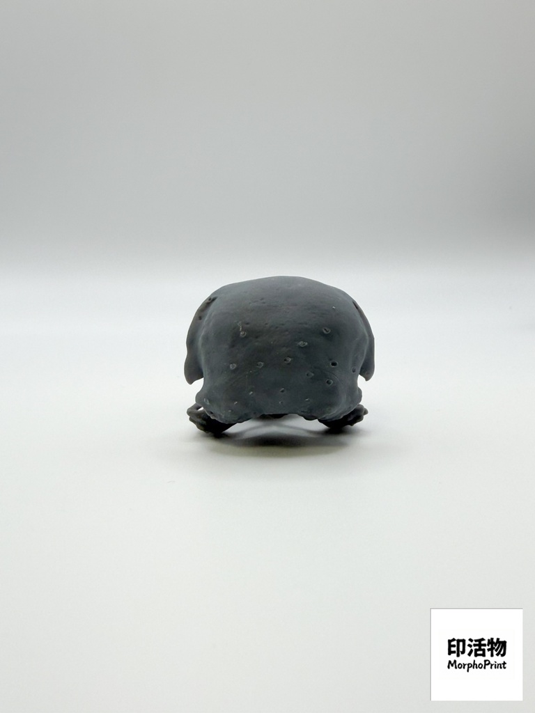 カタグロトビ 1:1 頭骨レプリカ(未塗装キット)