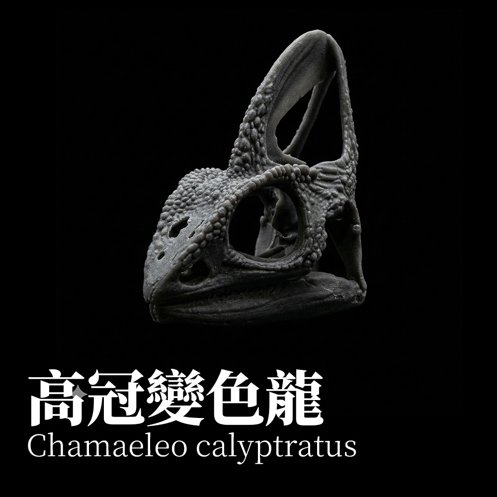 エボシカメレオン 1:1 頭骨レプリカ(未塗装キット)