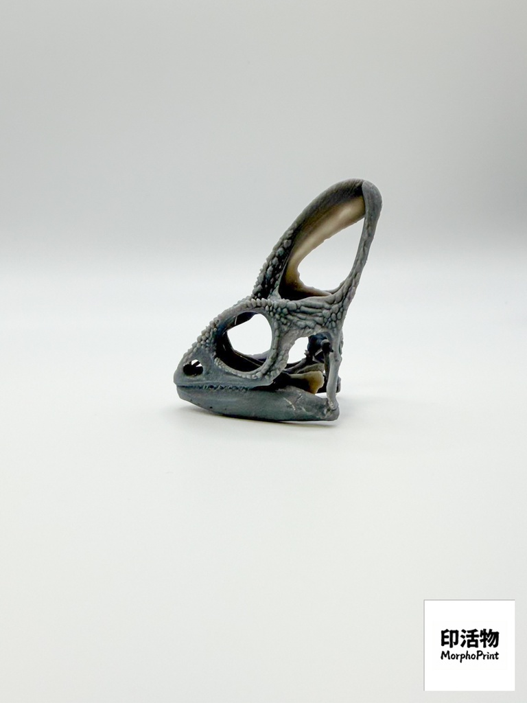 エボシカメレオン 1:1 頭骨レプリカ(未塗装キット)