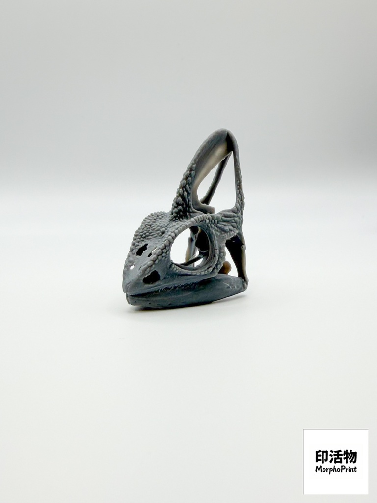 エボシカメレオン 1:1 頭骨レプリカ(未塗装キット)